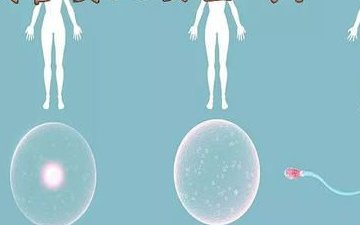 上海知名试管婴儿医院费用解析，全面了解试管婴儿费用构成